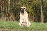 MASTIFF 184